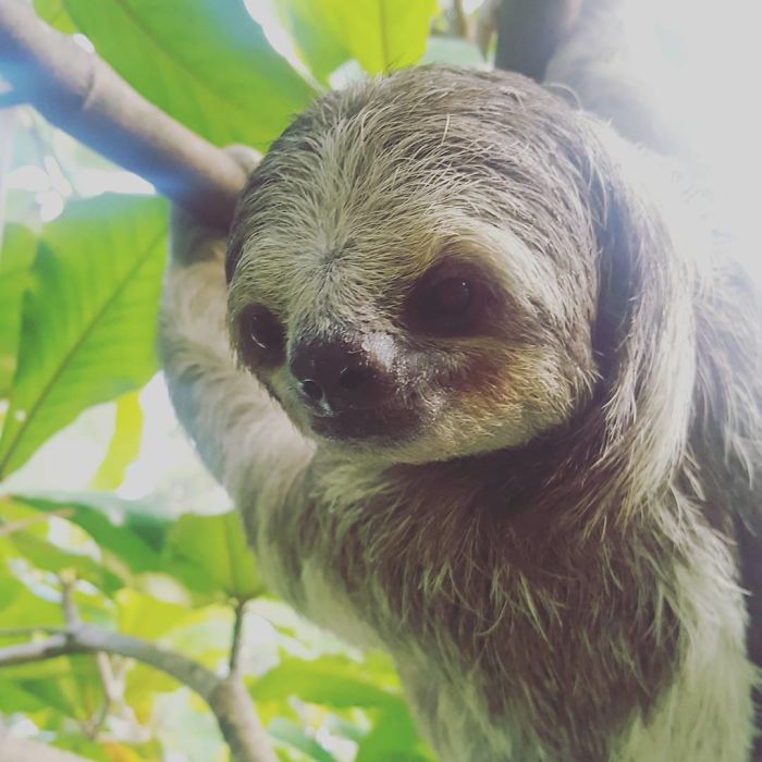 cute-sloths-57ee6ab91276e__700