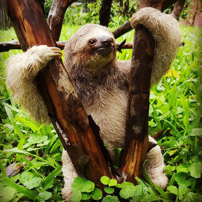 cute-sloths-57ee6aa162c75__700