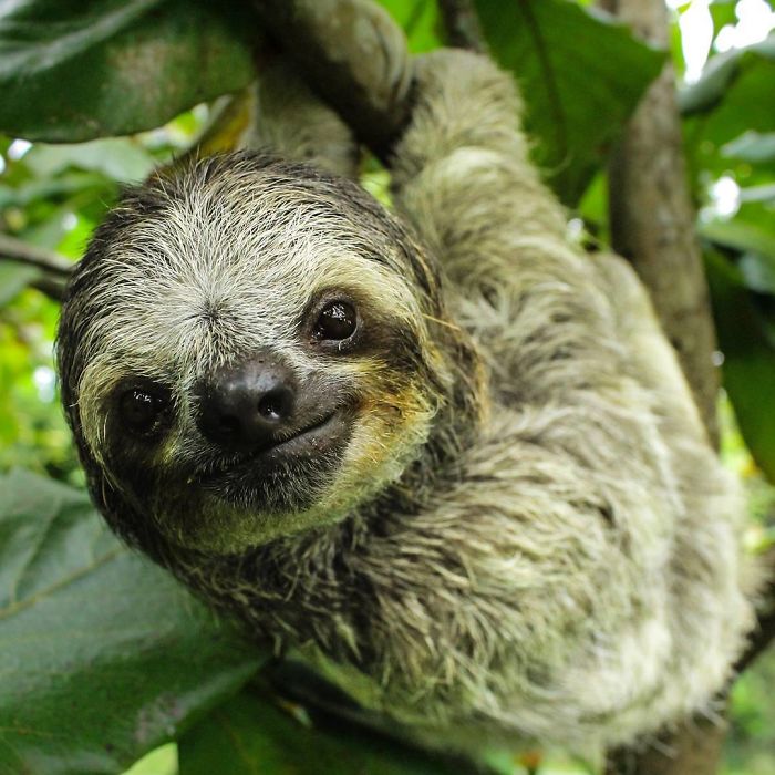 cute-sloths-57ee6a9670faf__700