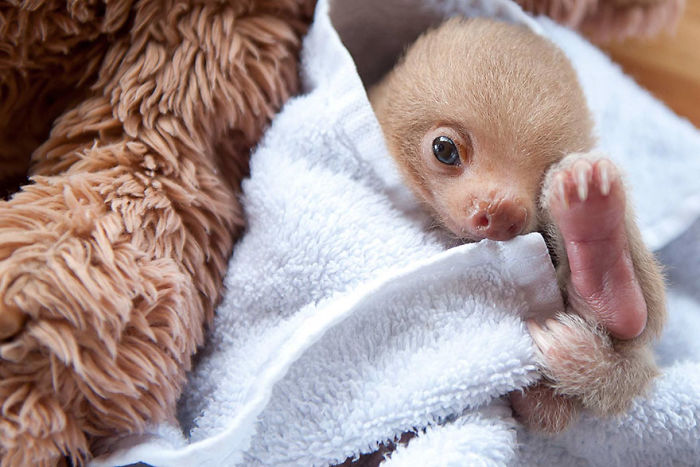 cute-sloths-57ee6c0a61d61__700
