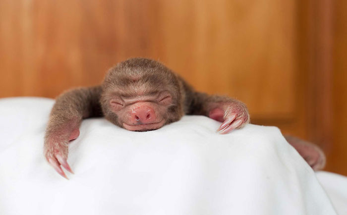 cute-sloths-57ee6c10cefc7__700