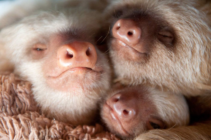 cute-sloths-57ee6c1338514__700