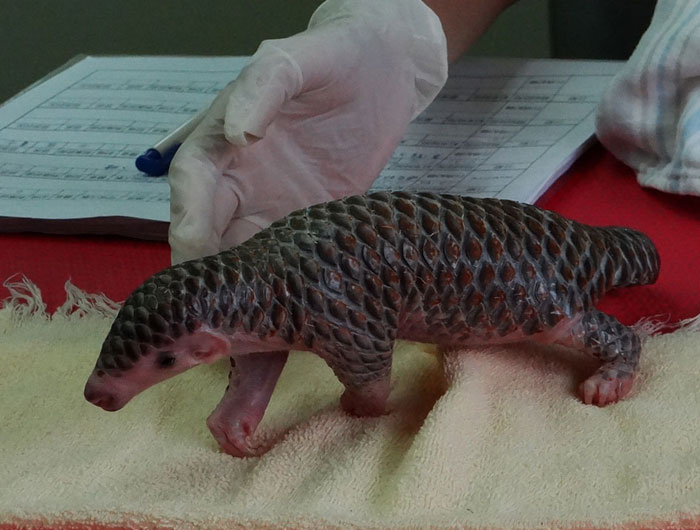 baby-pangolin-facts-12-580f4d633af20__700
