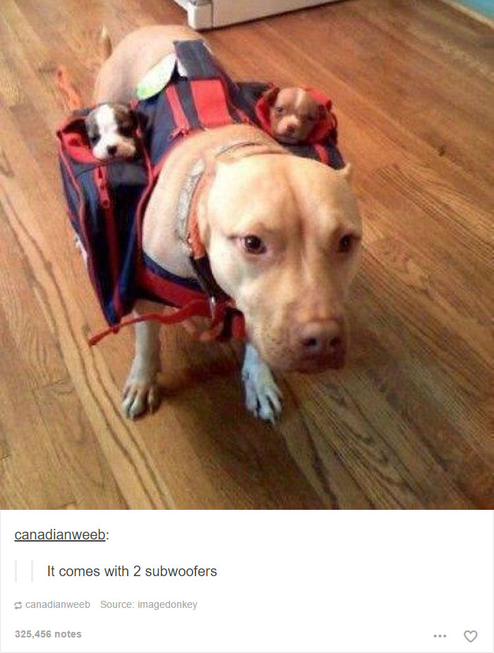 funny-tumblr-dogs-82-58131eecc8a77__700