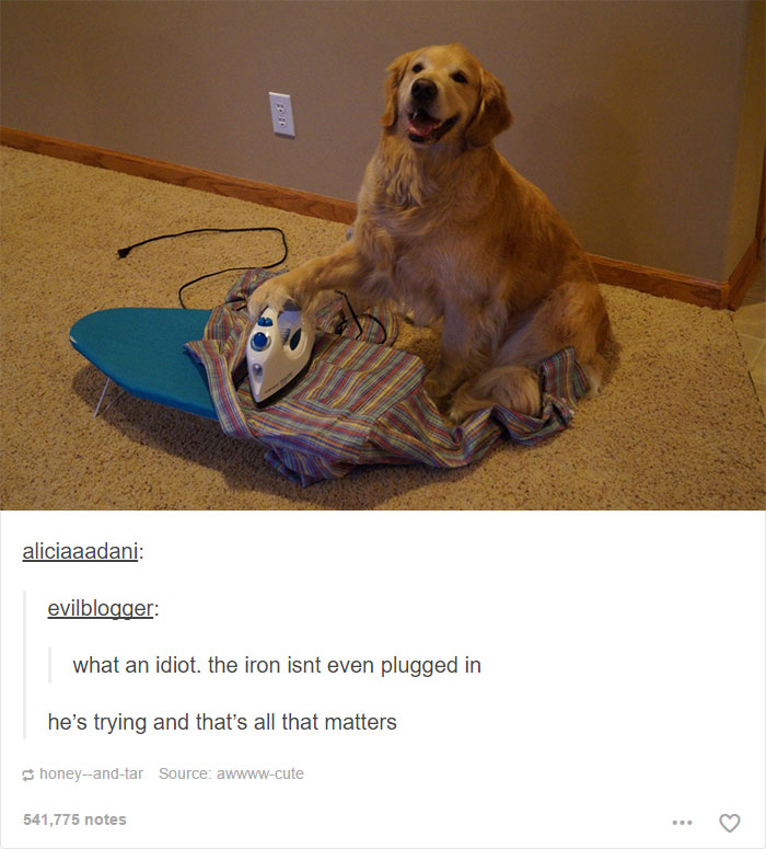 funny-tumblr-dogs-88-58131eff6a342__700