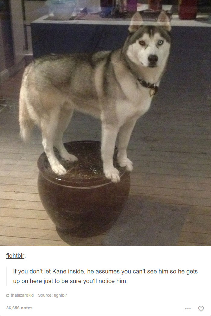 funny-tumblr-dogs-93-58134d294295d__700