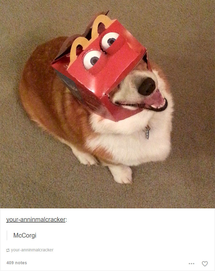 Ces Posts Tumblr Sur Les Chiens Vous Feront Mourir De Rire Page 4 Sur 8