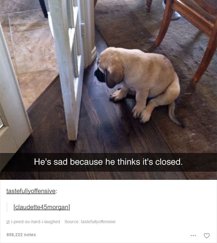 funny-tumblr-dogs-7-58131e1b84916__700