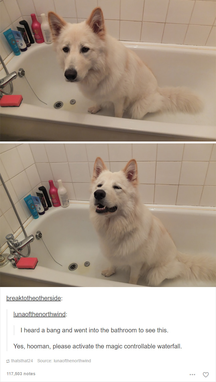 funny-tumblr-dogs-35-58131e668b4c1__700