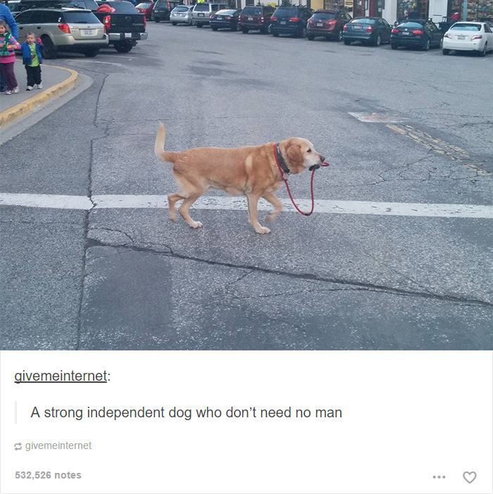 funny-tumblr-dogs-61-58131eb30a121__700