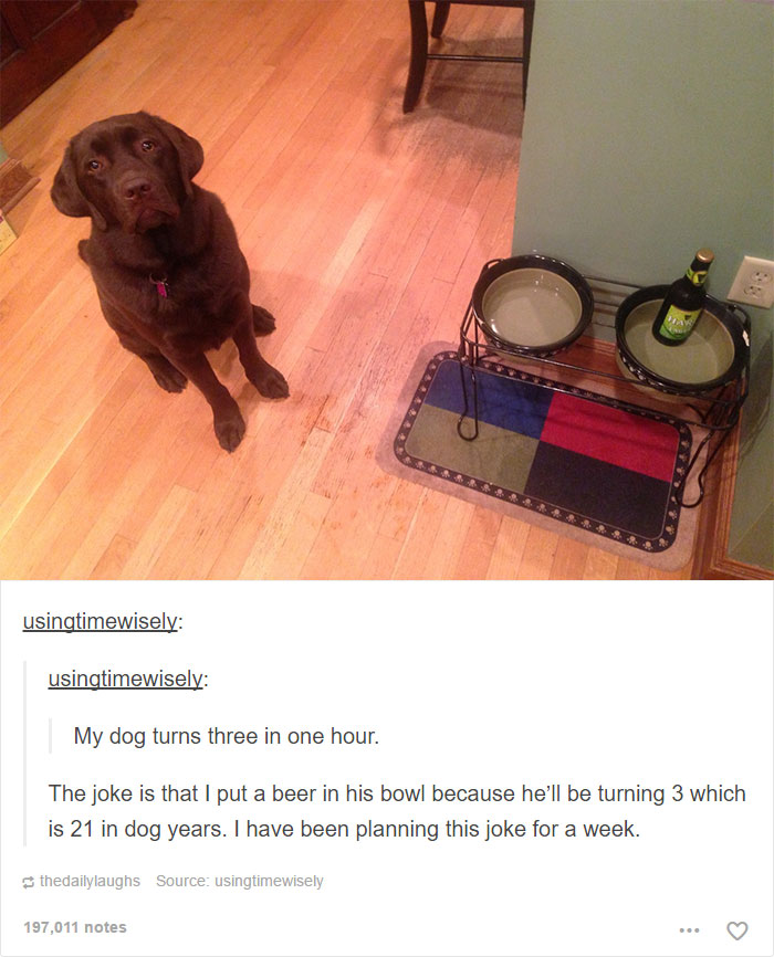 funny-tumblr-dogs-2-58131e10016b0__700