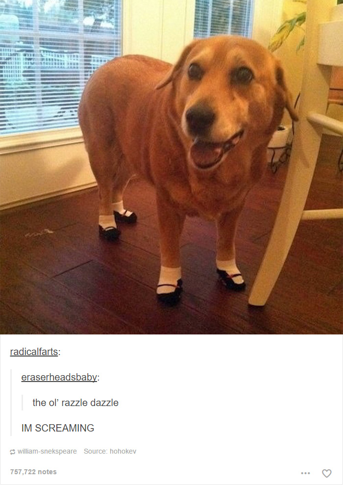 funny-tumblr-dogs-30-58131e5ae95fc__700