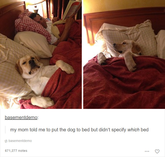 funny-tumblr-dogs-51-58131e8b76646__700