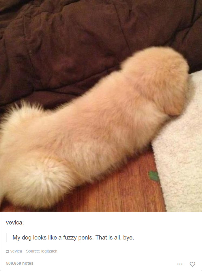 funny-tumblr-dogs-36-58131e6945799__700