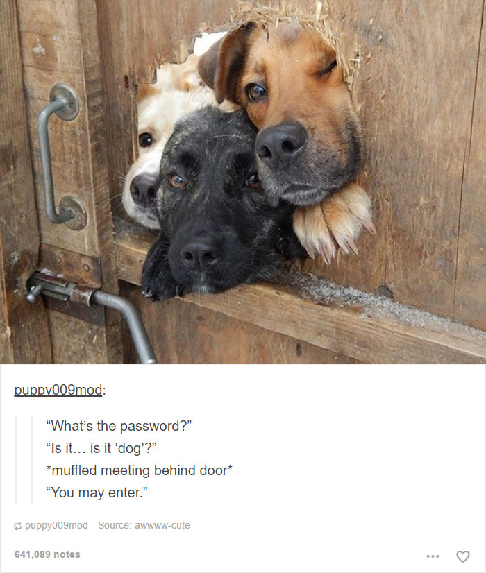 funny-tumblr-dogs-72-58131ed078153__700