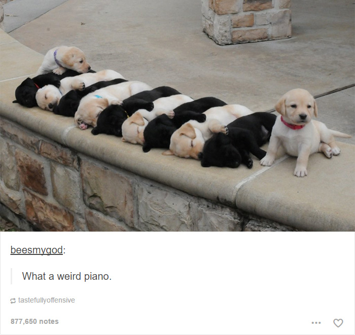 funny-tumblr-dogs-9-58131e21ed3c5__700