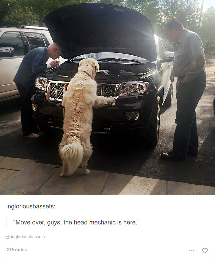 funny-tumblr-dogs-73-58131ed3777f7__700