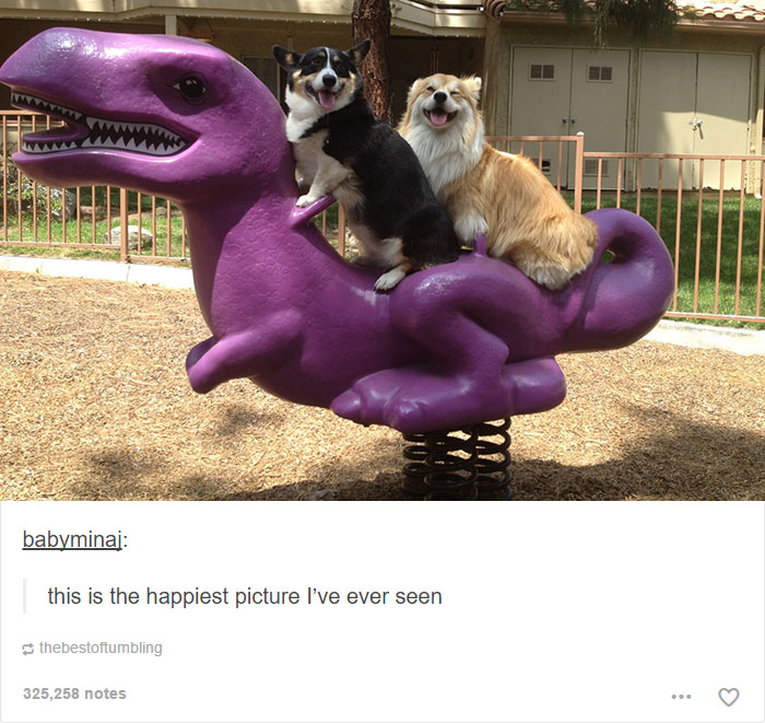 funny-tumblr-dogs-77-58131ede79a02__700