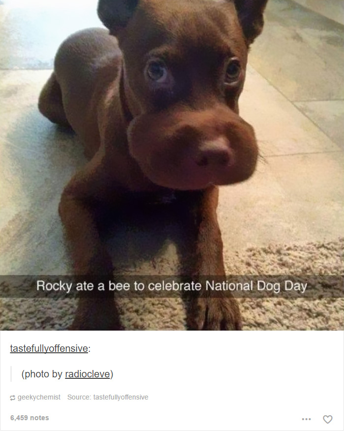 funny-tumblr-dogs-16-58131e3281d0e__700