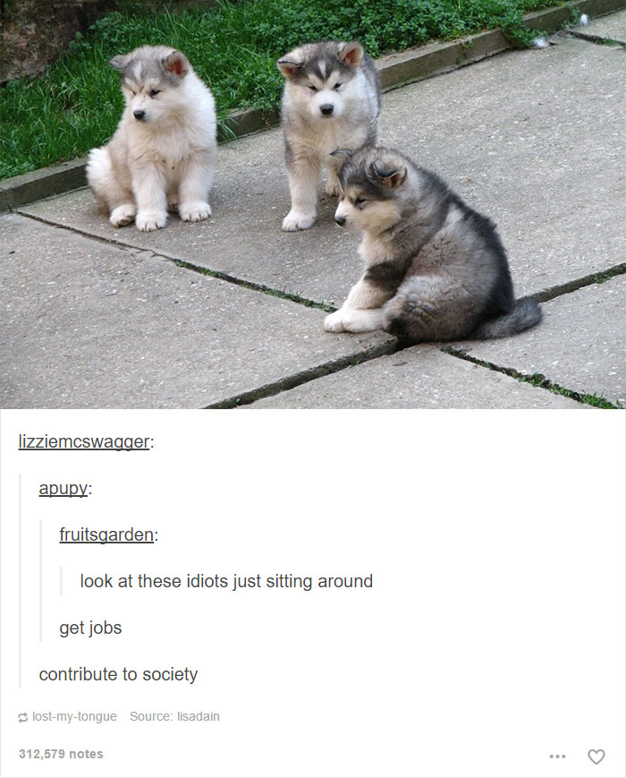 funny-tumblr-dogs-87-58131efb6b306__700