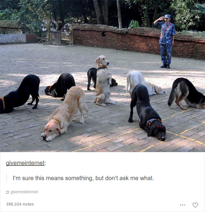 funny-tumblr-dogs-4-58131e14dfca4__700