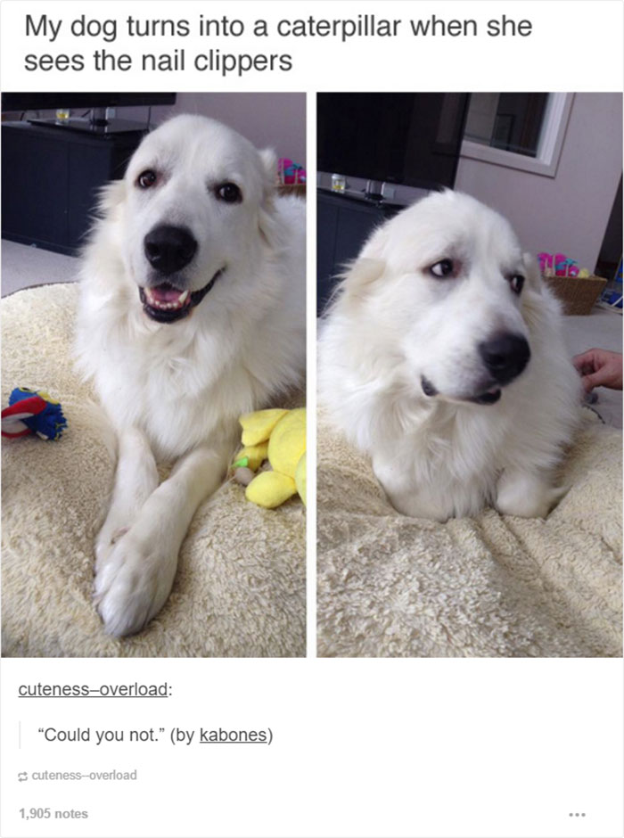 funny-tumblr-dogs-95-5813519d705fa__700