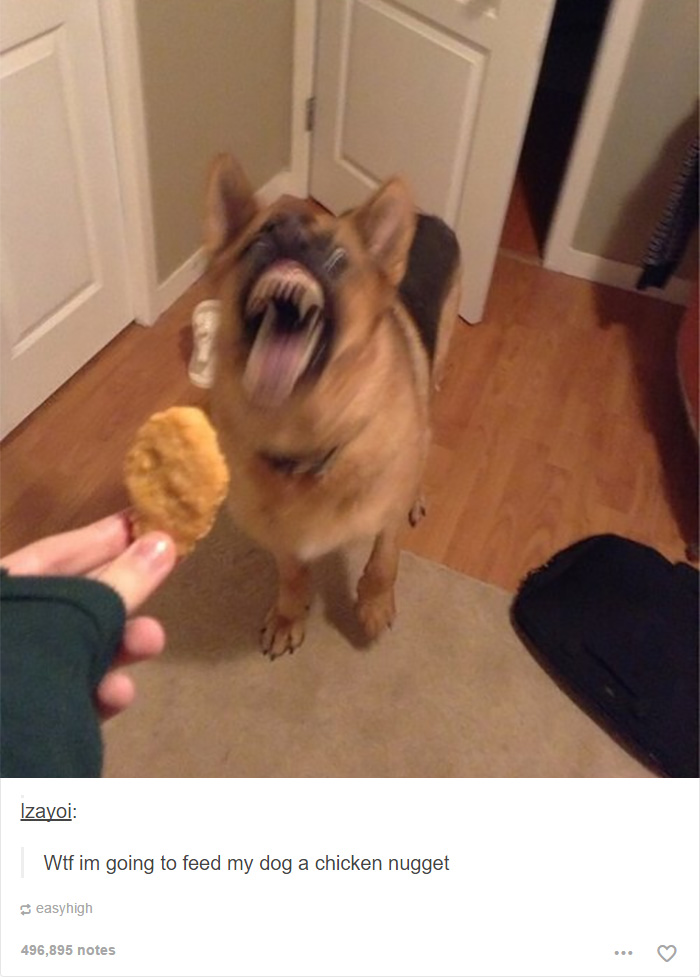 funny-tumblr-dogs-22-58131e4470fe4__700