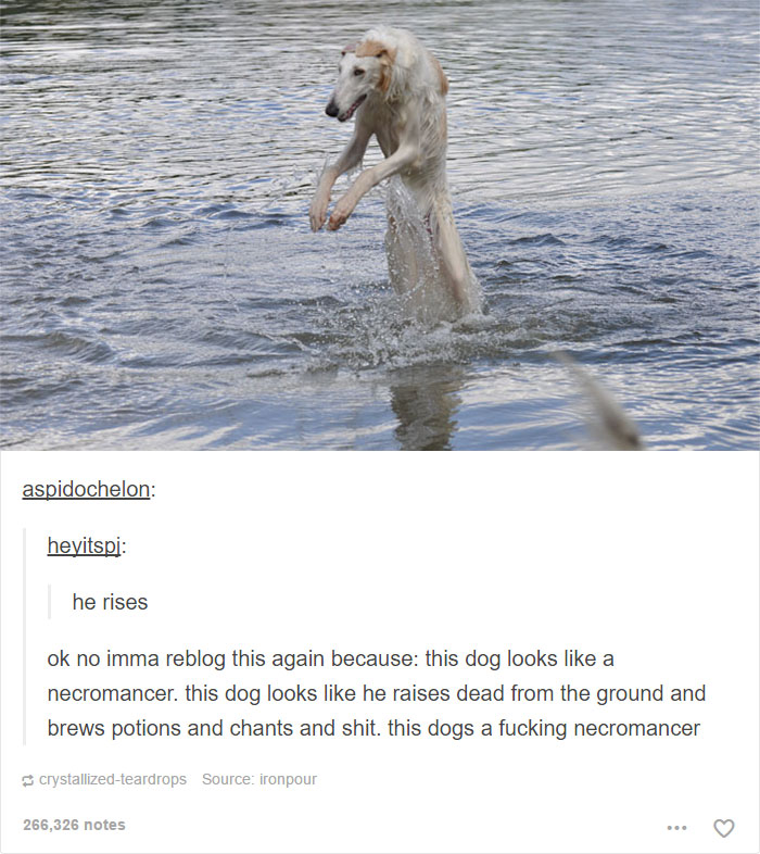 funny-tumblr-dogs-46-58131e7de330c__700