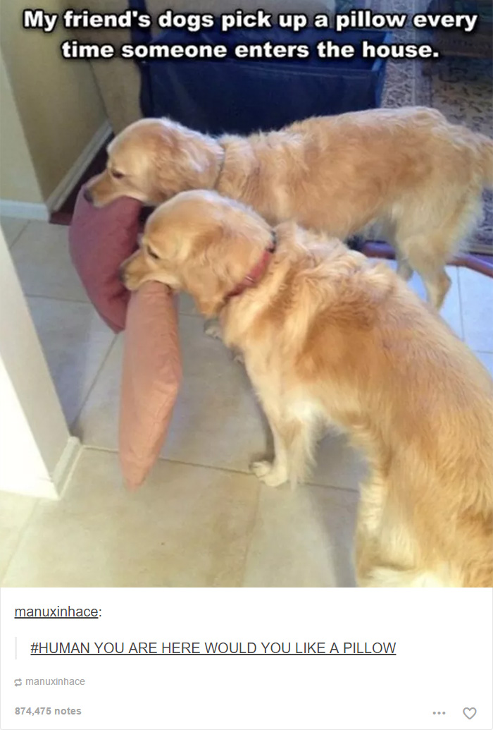 funny-tumblr-dogs-49-58131e8589502__700