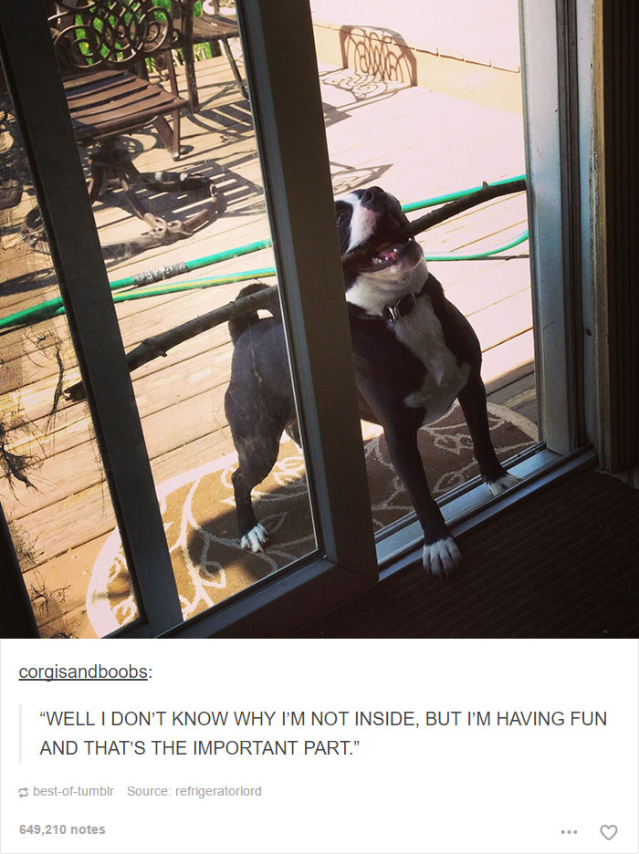 funny-tumblr-dogs-79-58131ee3abd1c__700