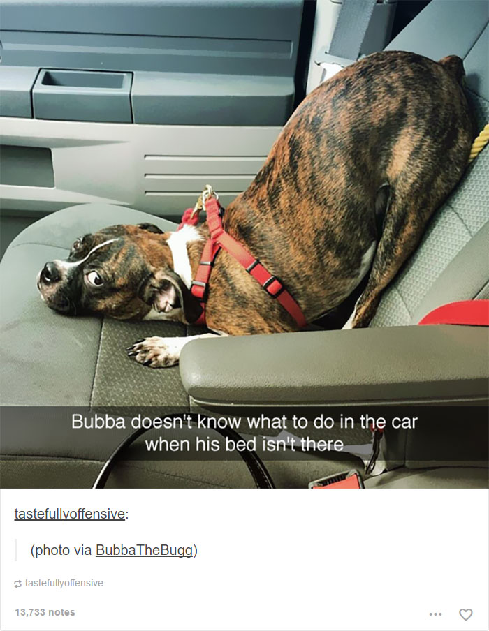 funny-tumblr-dogs-99-58134dc0292c1__700