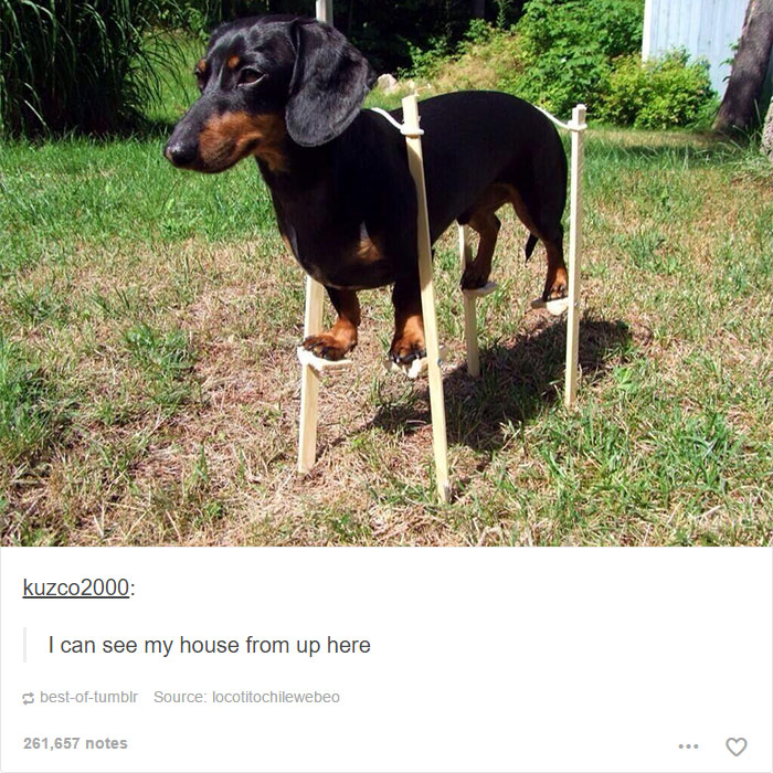 funny-tumblr-dogs-106-58134e752a765__700