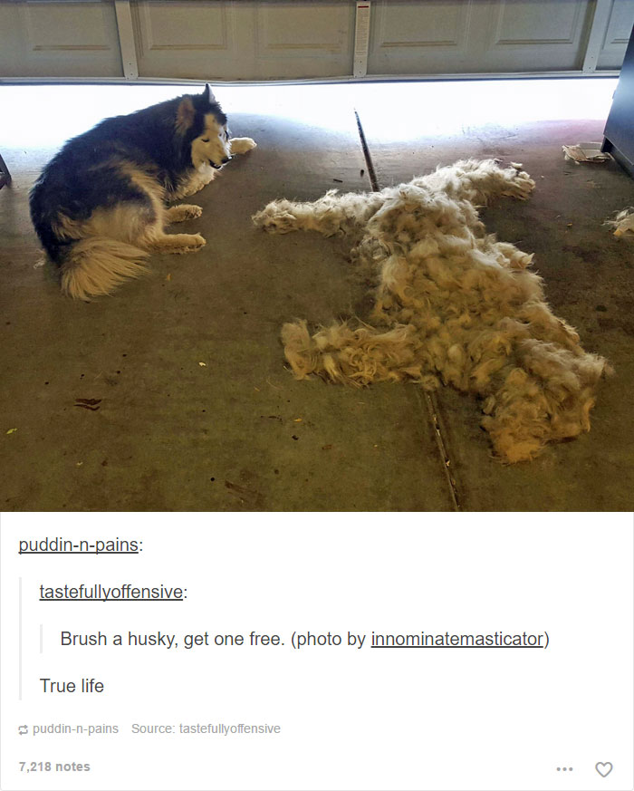 funny-tumblr-dogs-6-58131e193e75e__700