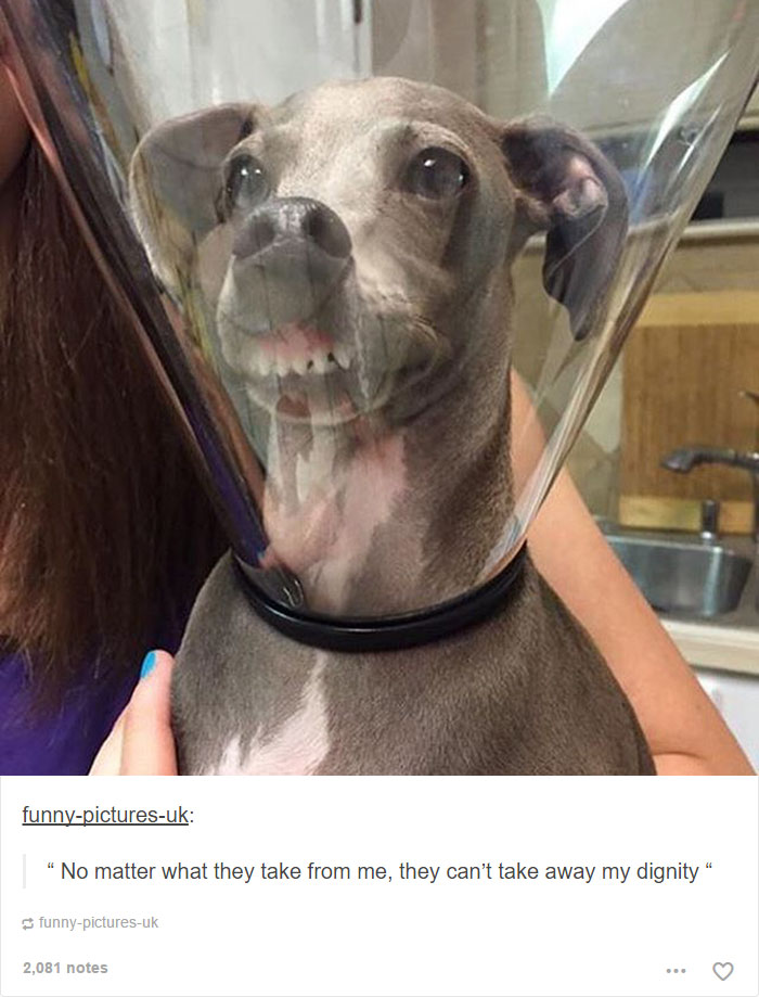 Ces Posts Tumblr Sur Les Chiens Vous Feront Mourir De Rire Page 6 Sur 8