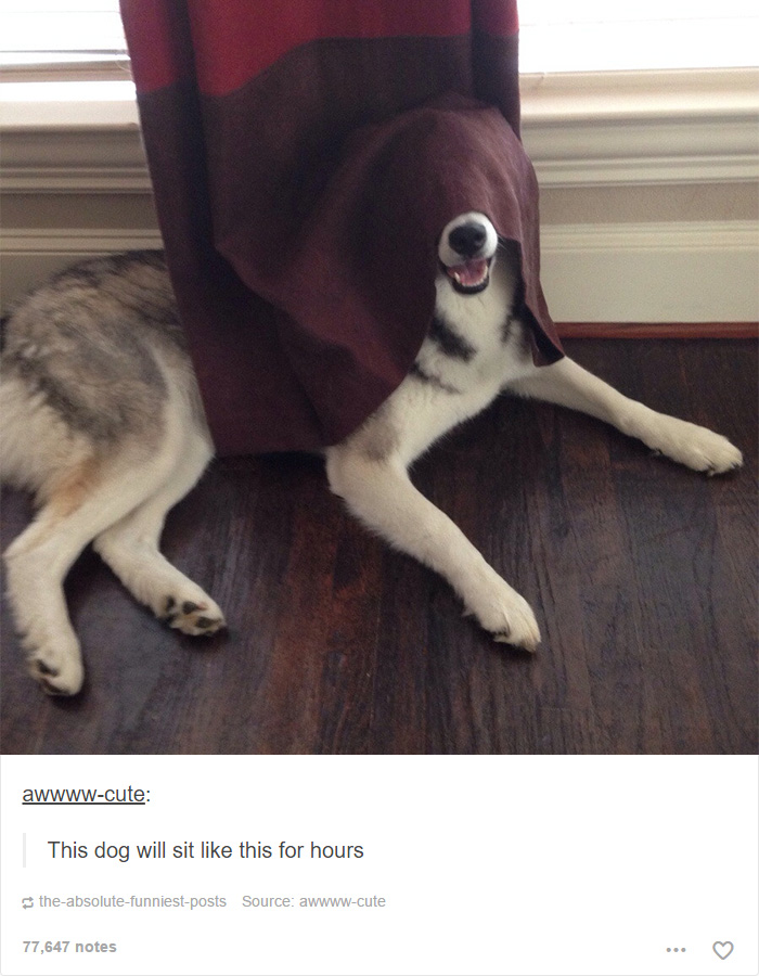 funny-tumblr-dogs-57-58131e9744adc__700