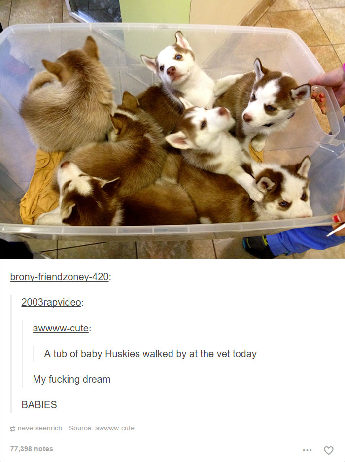 funny-tumblr-dogs-97-58134d9396fc5__700