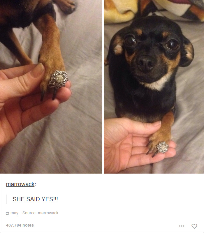 funny-tumblr-dogs-26-58131e51020e3__700