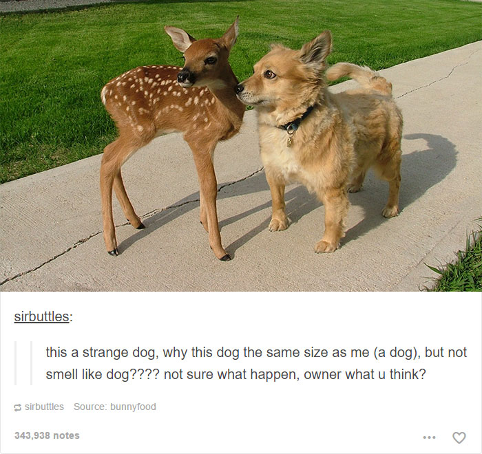 funny-tumblr-dogs-90-58131f047dc31__700