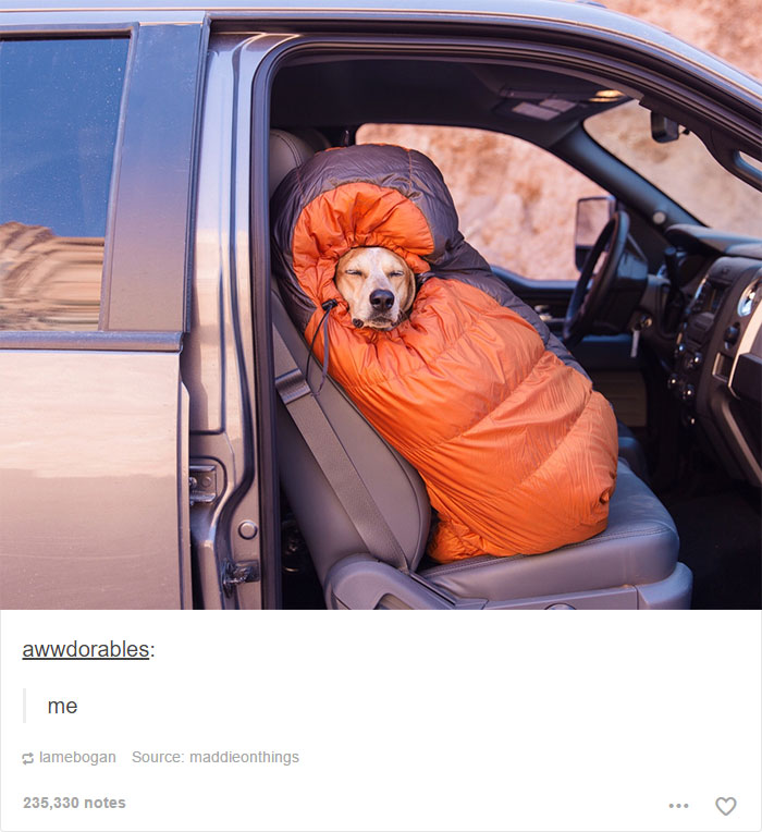 funny-tumblr-dogs-101-58134df4f1f4d__700