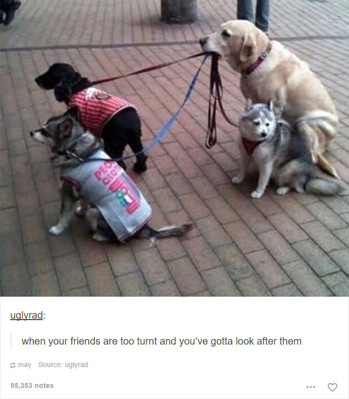 funny-tumblr-dogs-104-58134e4329c99__700