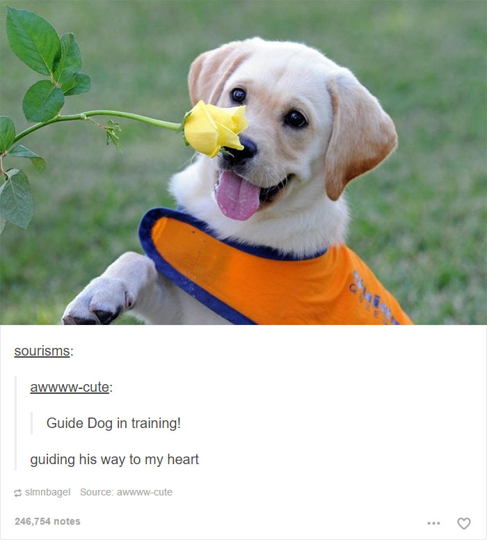 funny-tumblr-dogs-91-58131f0763300__700