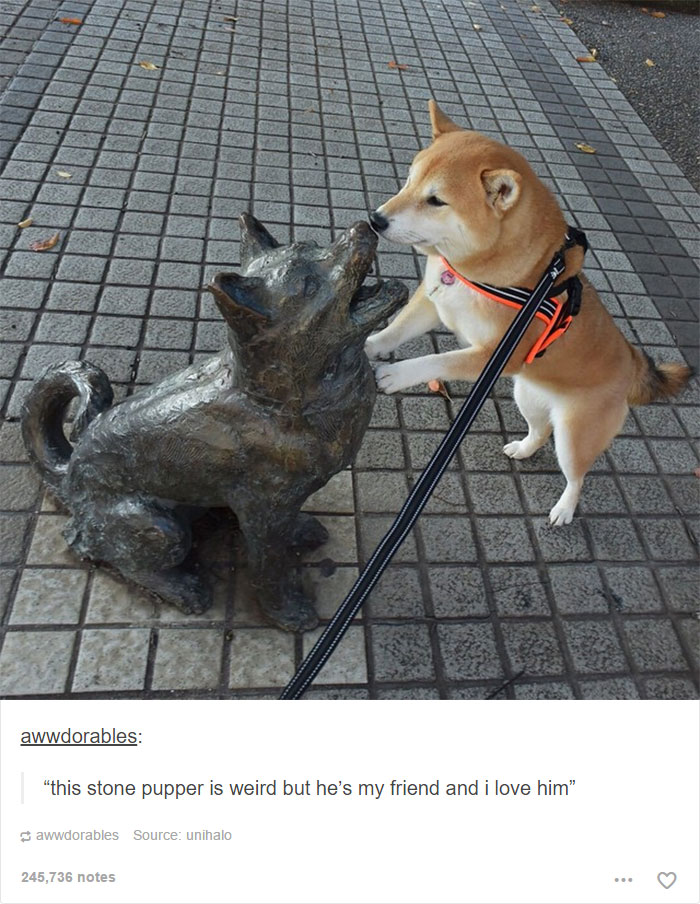 funny-tumblr-dogs-98-58134dac9ca20__700