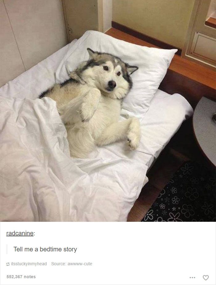 funny-tumblr-dogs-102-58134e0995733__700