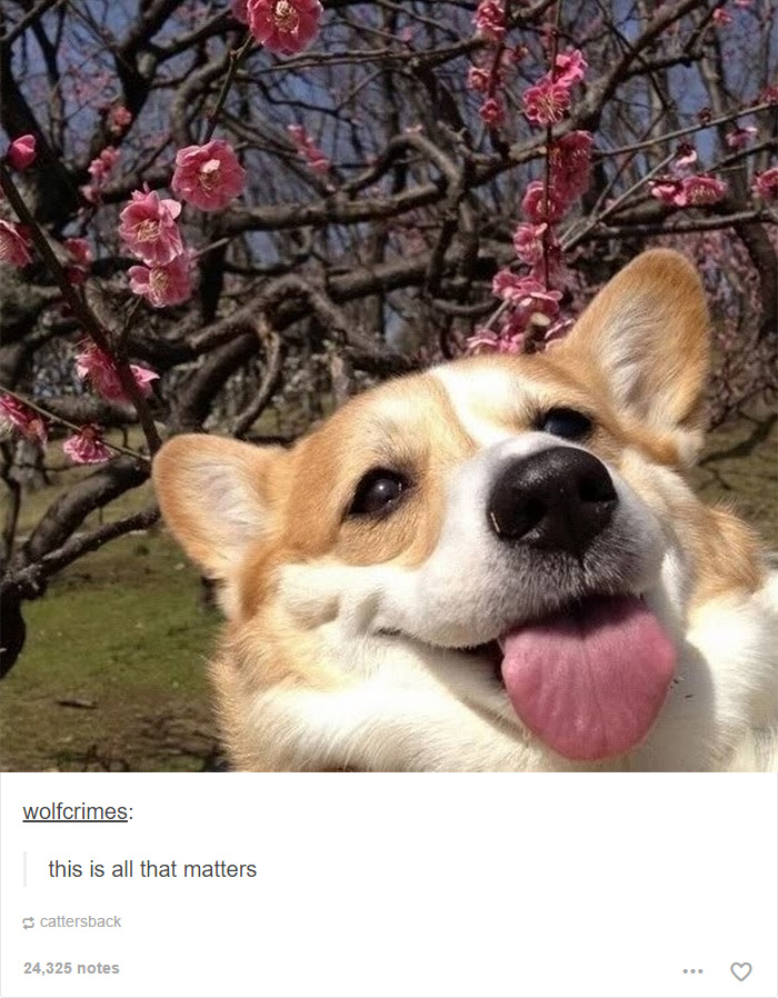 funny-tumblr-dogs-29-58131e57c0e2b__700