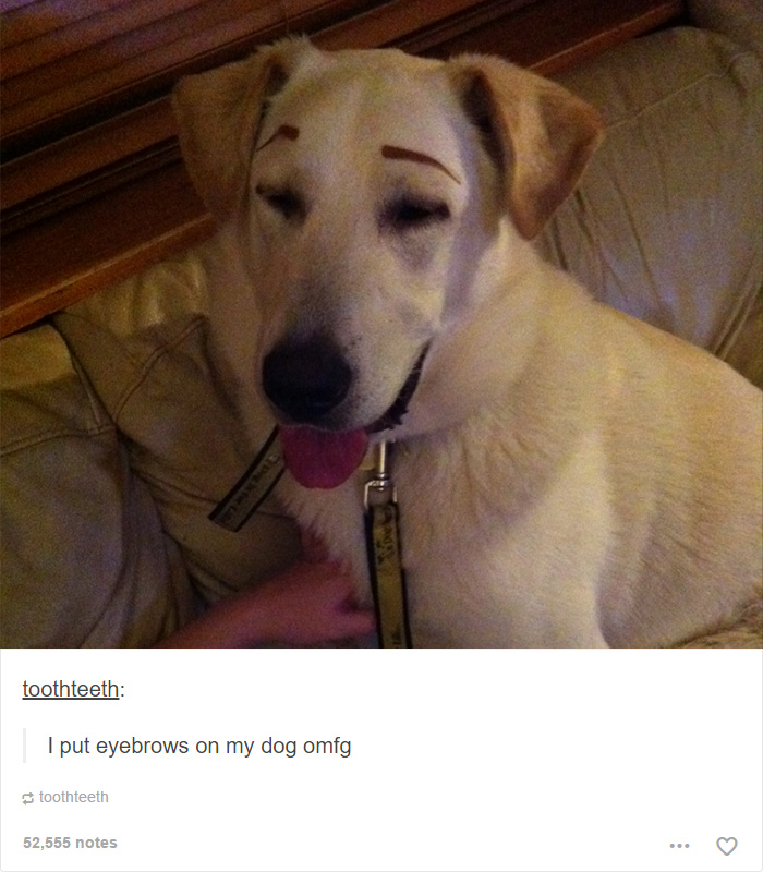 funny-tumblr-dogs-60-58131eb113d3c__700