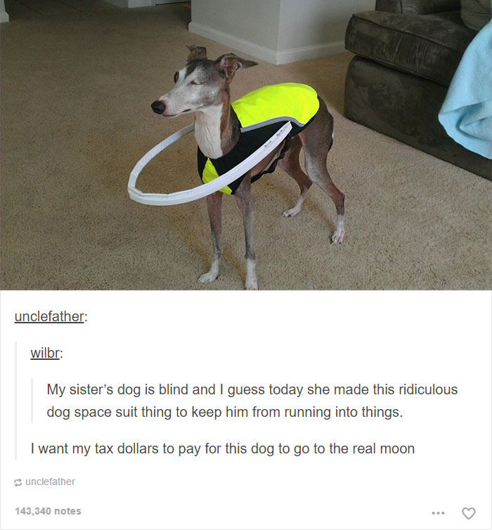 funny-tumblr-dogs-69-58131ec979b88__700