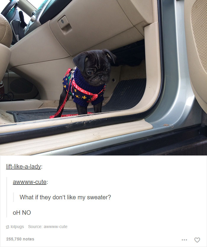 funny-tumblr-dogs-75-58131ed874a7e__700