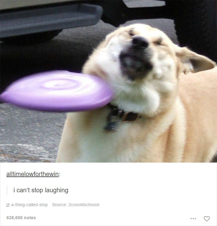 funny-tumblr-dogs-70-58131ecb6f84e__700