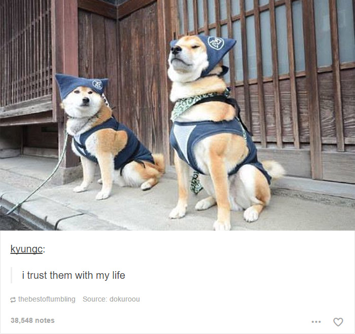 funny-tumblr-dogs-25-58131e4e6c1f4__700