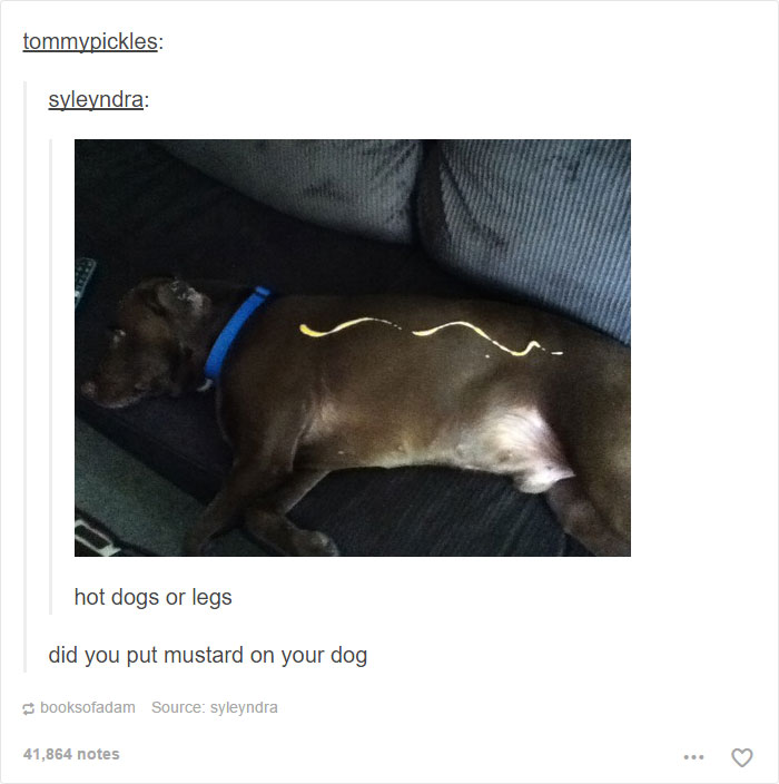 funny-tumblr-dogs-63-58131eba58b5a__700